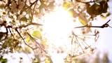 Bloom Tree