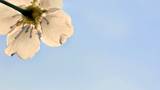 Blue Sky Flower