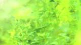 Bright Plants