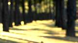 Tree Alley